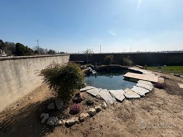 Carpe koi zona verona e limitrofi