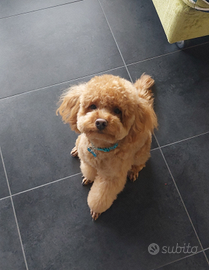 Barboncino per monta