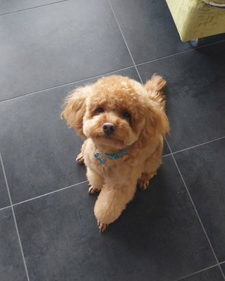 Barboncino per monta