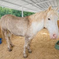 Cavallo stallone Appaloosa