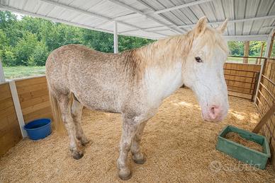 Cavallo stallone Appaloosa