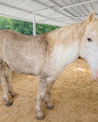 Cavallo stallone Appaloosa