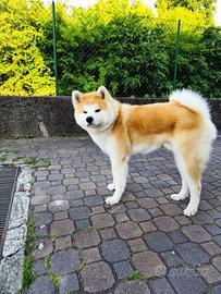 Akita Inu monta