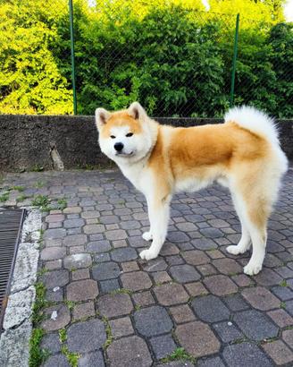 Akita Inu monta