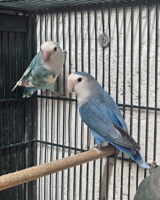 Inseparabili roseicollis serie blu