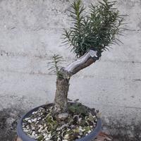 Bonsai di tasso