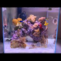 Acquario Newa More mini reef 30 lt