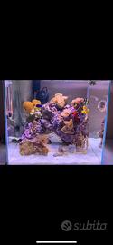 Acquario Newa More mini reef 30 lt