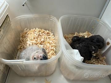 Animali