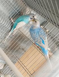 Coppie riproduttive cocorite