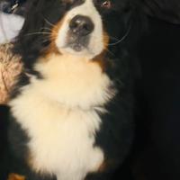 Bovaro del bernese