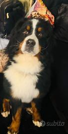 Bovaro del bernese