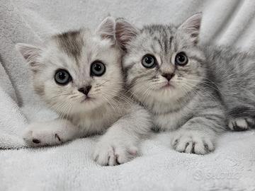 Cucciolata di scottish