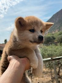 Akita inu