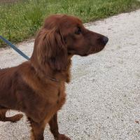 Setter irlandese femmina