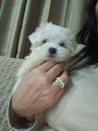 Mini maltesi toy