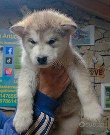 Cuccioli Alaskan Malamute