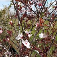 Pianta di fiore di melo e pianta di prunus