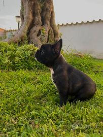 bulldog francese 
