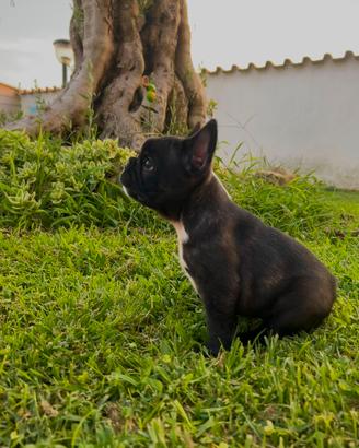 bulldog francese 