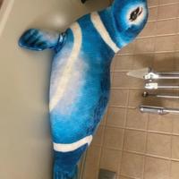 Peluche foca