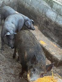 Coppia di maiali neri casertani e 1 cinghiale