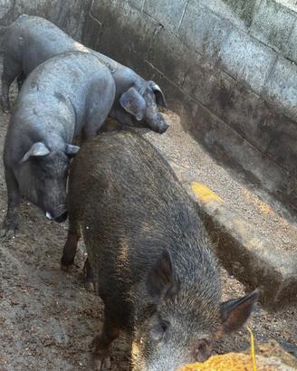 Coppia di maiali neri casertani e 1 cinghiale