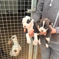 American Pit Bull terrier grossa taglia