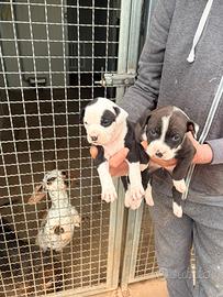 American Pit Bull terrier grossa taglia