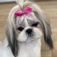 Shihtzu femmjna