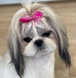 Shihtzu femmjna