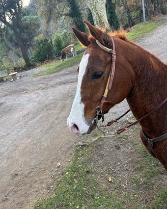 Cavallo