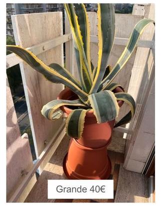 Piante Agave, varie dimensioni