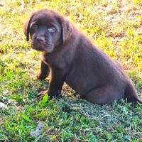 Cuccioli di Labrador - Total Clear - Campioni