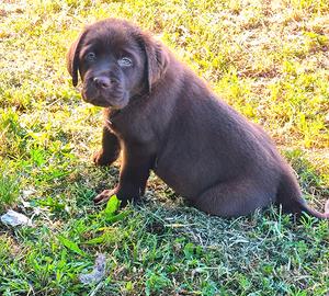 Cuccioli di Labrador - Total Clear - Campioni