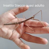 INSETTI STECCO (prezzo simbolico 10 la coppia)