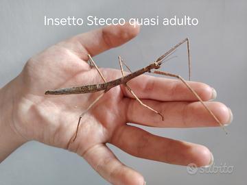 INSETTI STECCO (prezzo simbolico 10 la coppia)