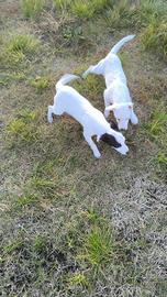 Cuccioli Jack Russell Terrier