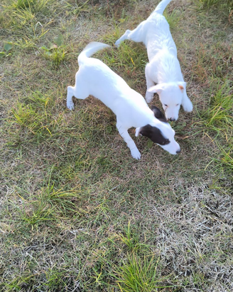 Cuccioli Jack Russell Terrier
