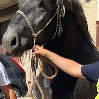 Cavallo