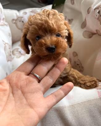 Barbone mini toy red