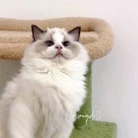 Ragdoll maschio con riproduzione