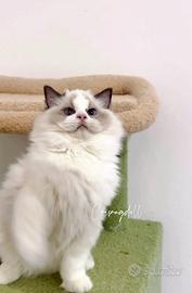 Ragdoll maschio con riproduzione