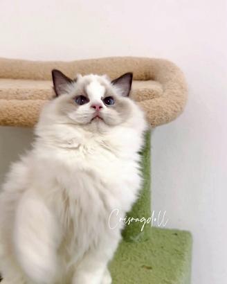 Ragdoll maschio con riproduzione