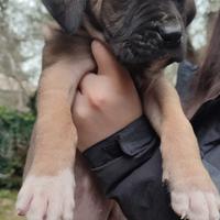 Cuccioli Cane Corso