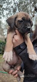 Cuccioli Cane Corso