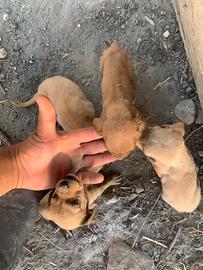Cuccioli di segugio italiano