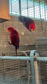 Pappagallo coppia eos bornea lori rosso