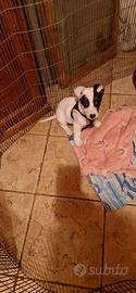 Cucciolo Jack Russell maschio