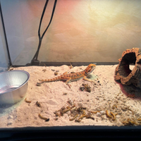 Pogona (drago barbuto)